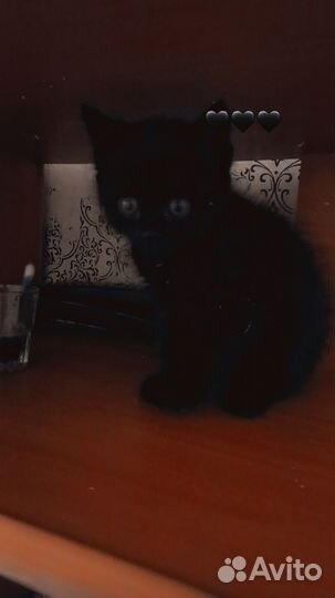Черная кошка