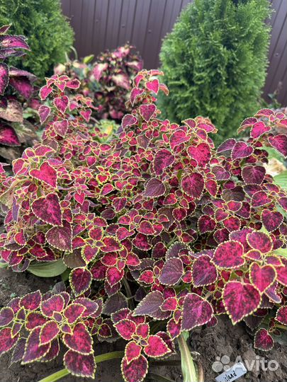 Колеус Радуга Вьетнама