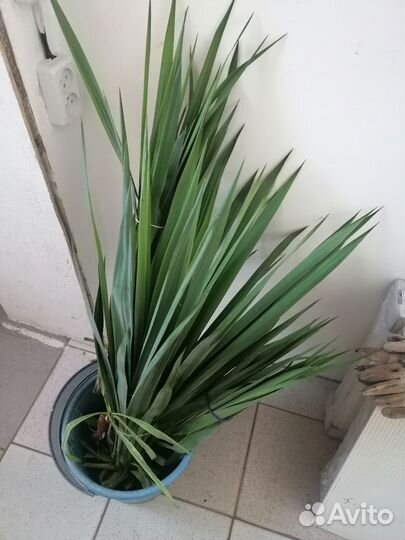 Пальма юкка садовая