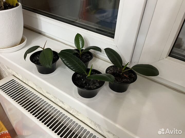 Фикус каучуконосный