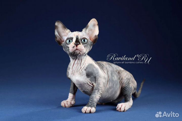 Канадский сфинкс