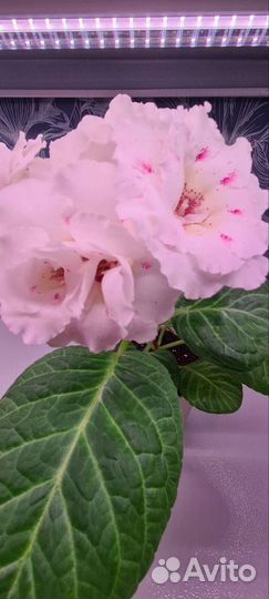 Набор укорененных листочков глоксинии 5+1