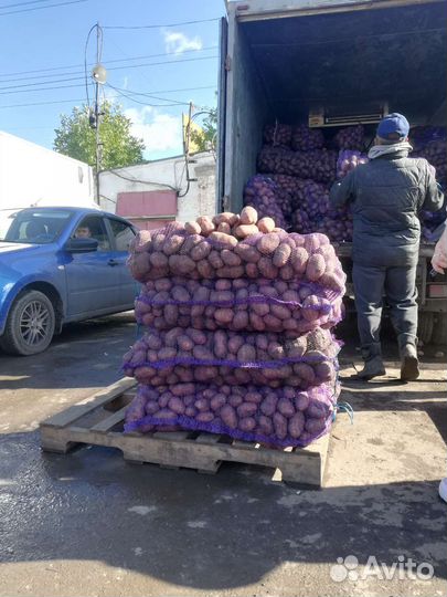 Картофель Лук Морковь на дом