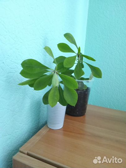 Молочай миля