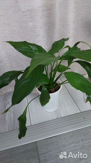 Комнатные цветы