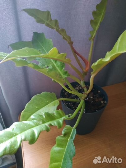 Филодендрон голден крокодил