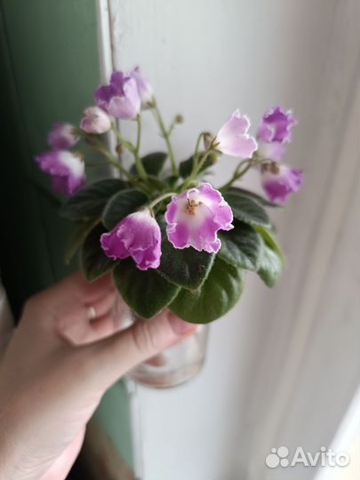 Сортовые фиалки