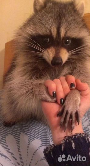 Еноты полоскуны