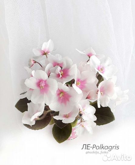 Детки сортовых фиалок