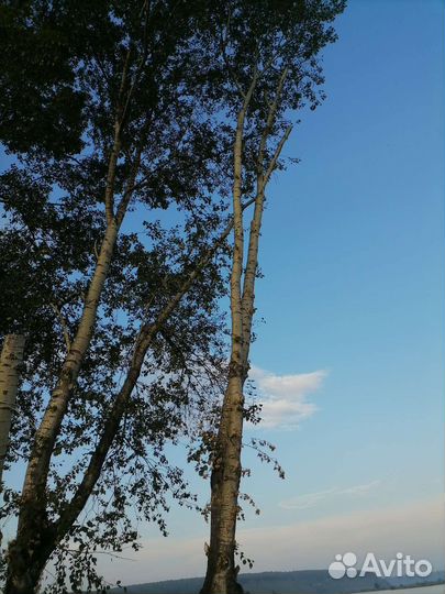 Валка, рубка, спил деревьев