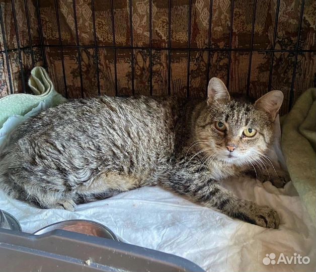 Мама-кошка Эльза и ее дочка Радочка ищут дом