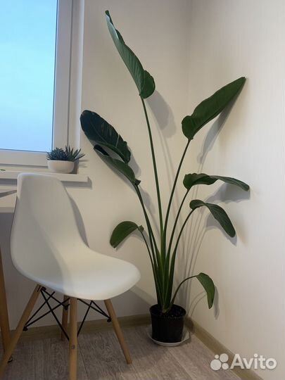 Стрелиция николая (170см)