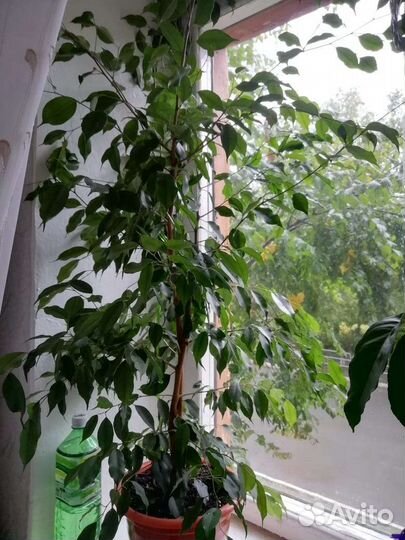 Фикус бенджамина