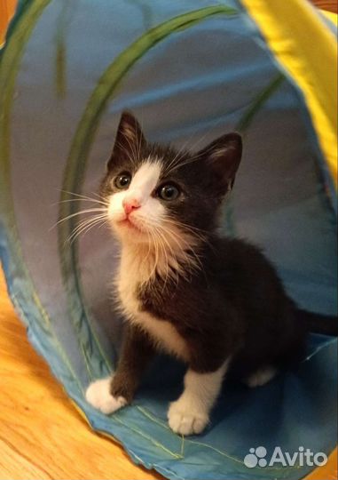 Дымчатый котёнок