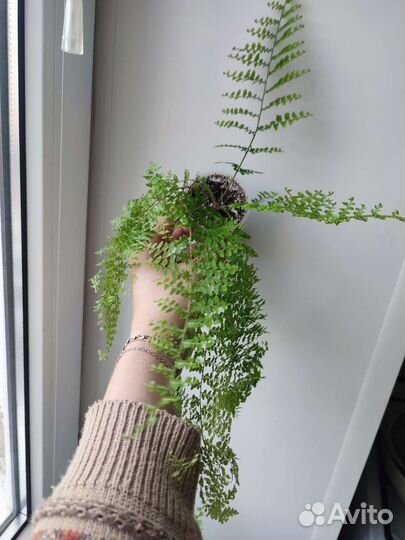 Папоротник