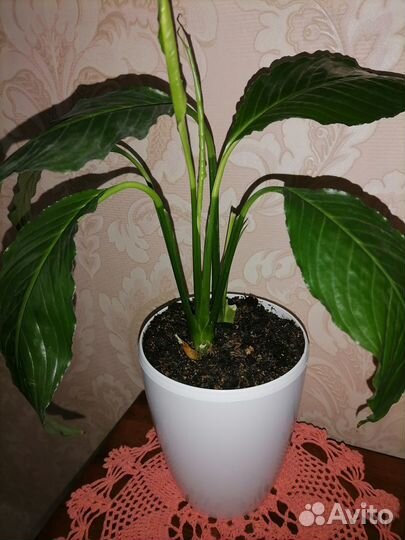 Продам цветы в связи с переездом