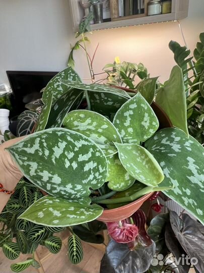 Сциндапсус пиктус аргиреус