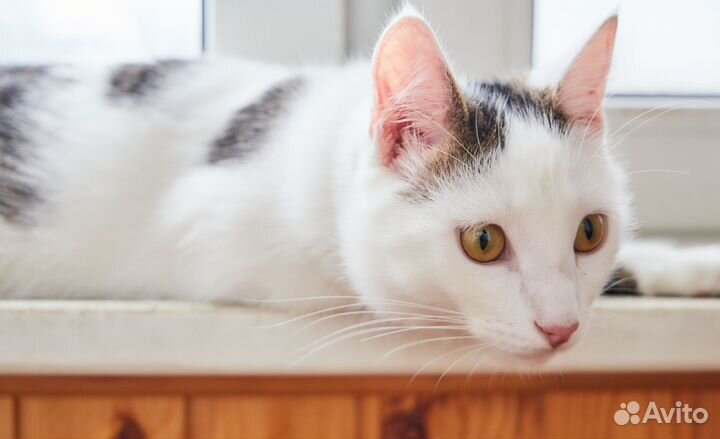 Котенок Кокосик ищет дом