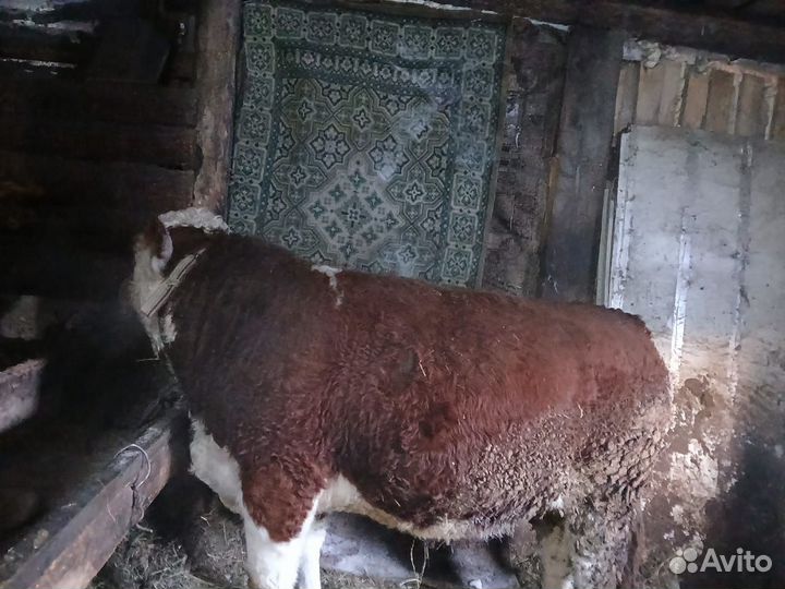 Быки на племя