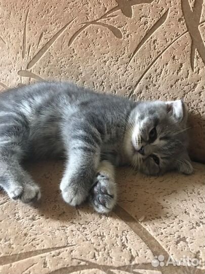 Шотландские вислоухие котята