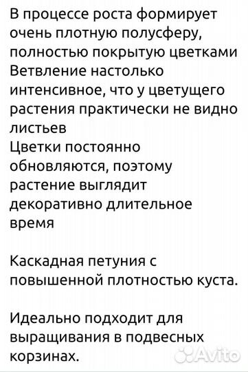 Петуния - Эклиптика F1 Стардаст