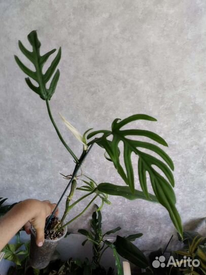 Комнатные растения