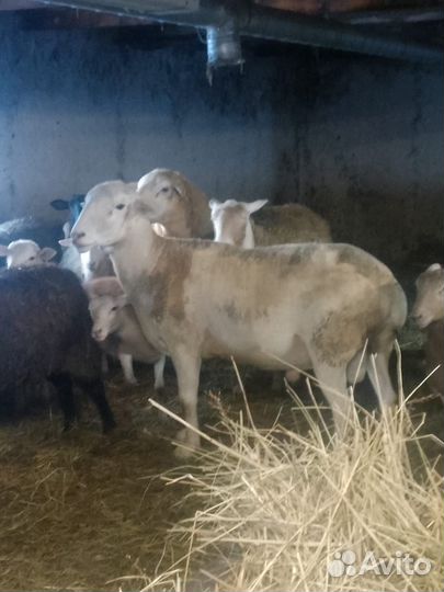 Продам баранов порода(Катумский чистокровный)