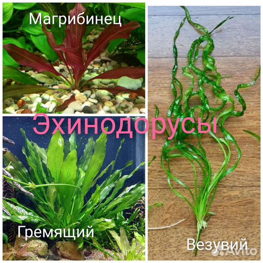 Аквариумные растения
