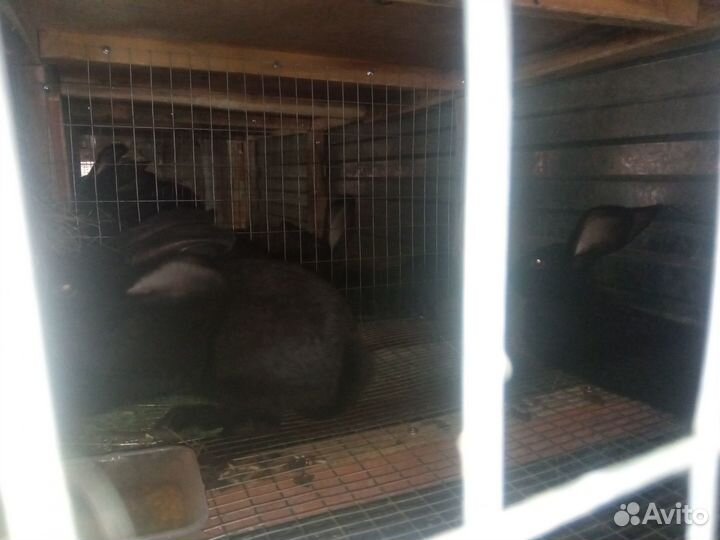 Кролики Полтавское серебро