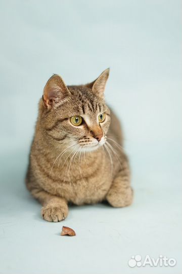 Кошечки и котики из приюта для бездомных животных