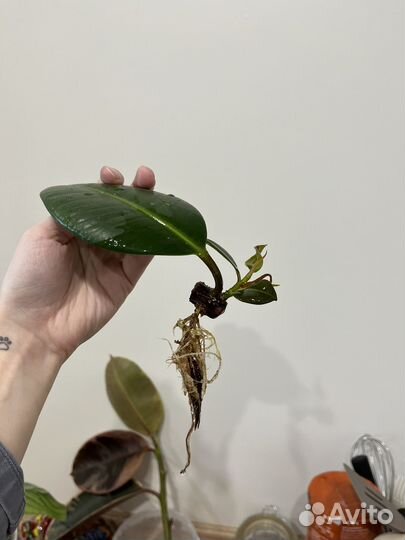 Комнатные растения: фикус