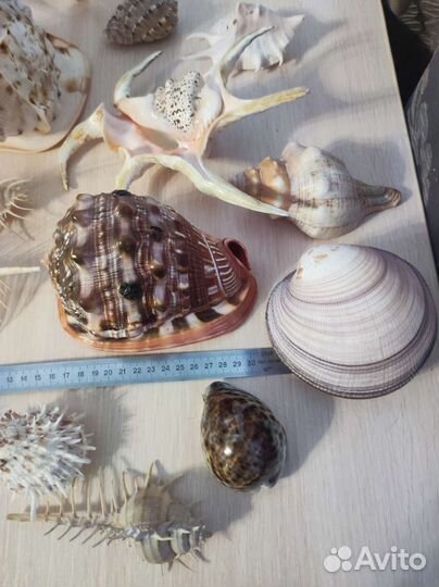Коллекция ракушек За всё