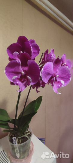 Орхидея фаленопсис биг лип