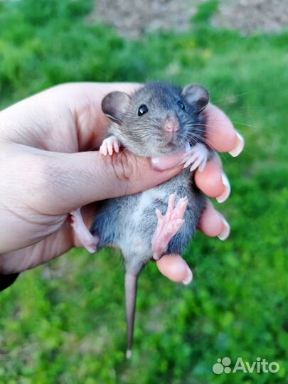 Крысята дамбо