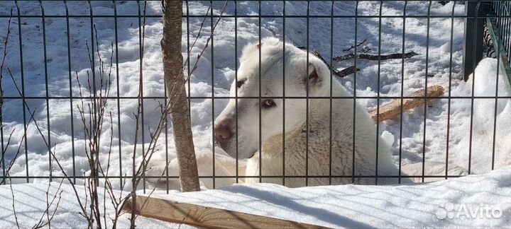 Собака алабай