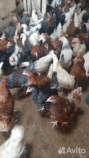 Куры молодки несушки