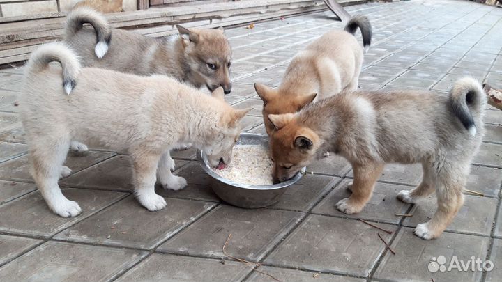 Лайки западносибирские