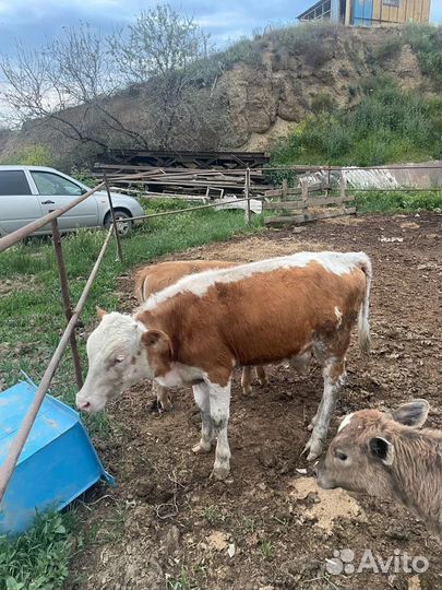 Корова дойная с теленком