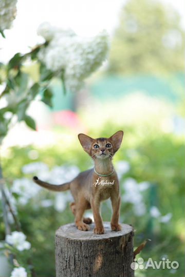 Абиссинские котята