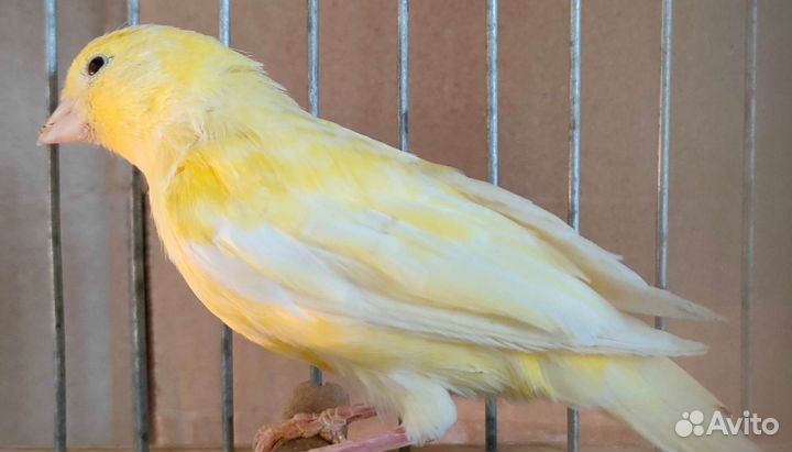 Поющие кенара