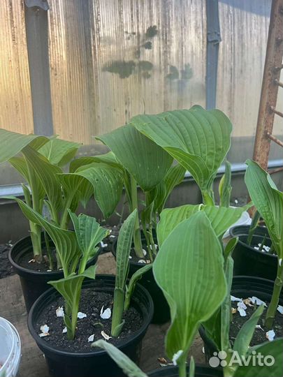 Рассада. Томаты, Хурма, Чёрная магия, Чёрный барон