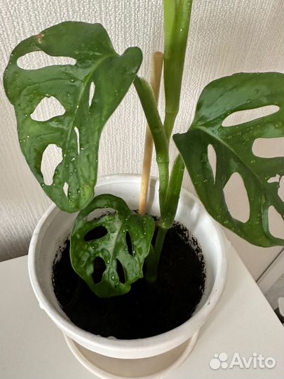 Монстера манки вместе с горшком