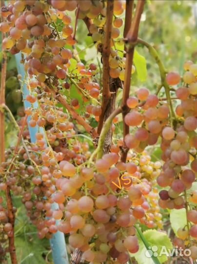 Саженцы винограда