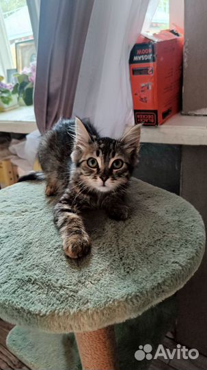 Маленький медвеженок в дар