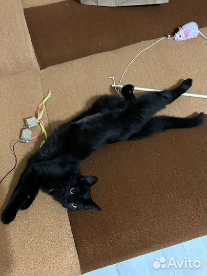 Черная красавица Кукла ищет дом