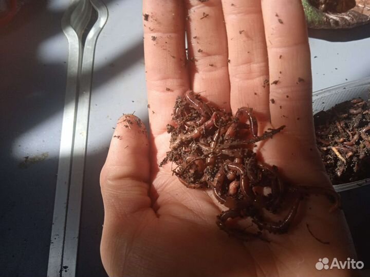 Черви для рыбалки