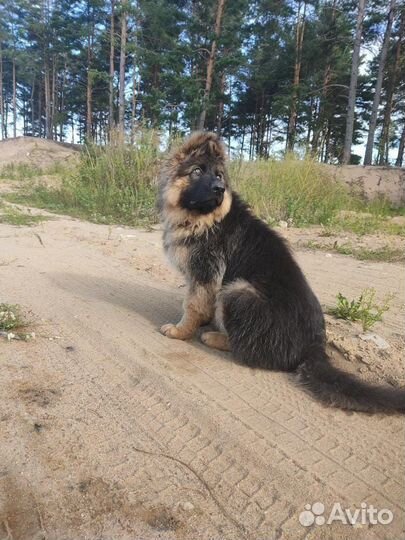 Немецкая овчарка вязка