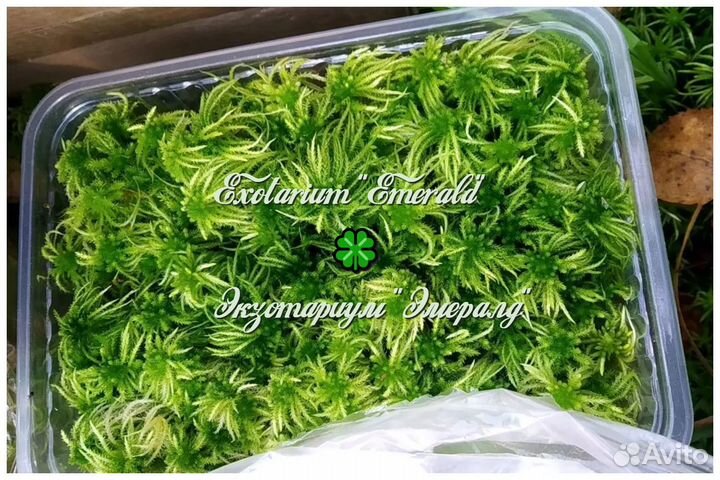 Питательная среда 