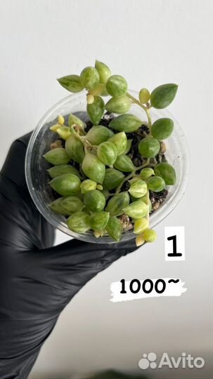 Крестовник Геррейна вариегатный