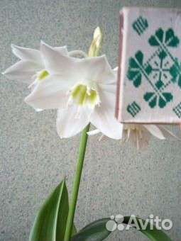 Лилия белая 3шт в горшке